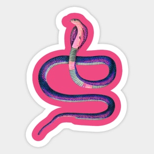 serpent,cobra,reptile,viper,venom,lizard,rattlesnake,king cobra,dragon,hydra,poison,venomous,plumber's snake,pythonidae,pythons,auger,python,squamata,serpentine,worm,big,ophidian,rattlesnakes,medusa,snakebite Sticker